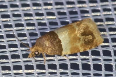 <i>Epinotia festivana</i>