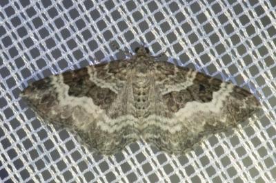 <i>Epirrhoe alternata</i>
