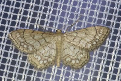 <i>Idaea moniliata</i>
