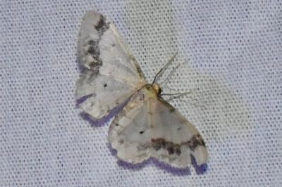 <i>Idaea trigeminata</i>