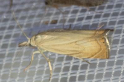 <i>Chrysoteuchia culmella</i>