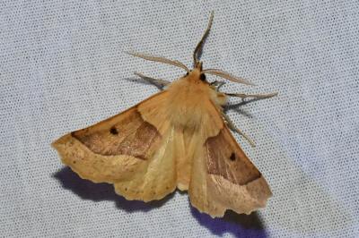 Crocallis elinguaria