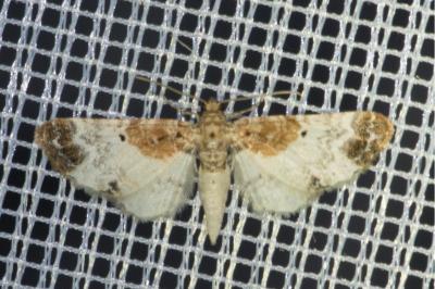 <i>Eupithecia breviculata</i>