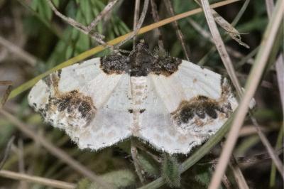 <i>Ligdia adustata</i>