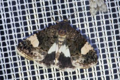 <i>Tyta luctuosa</i>