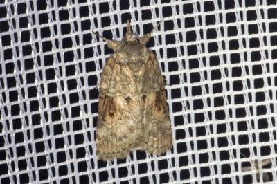 <i>Nycteola revayana</i>