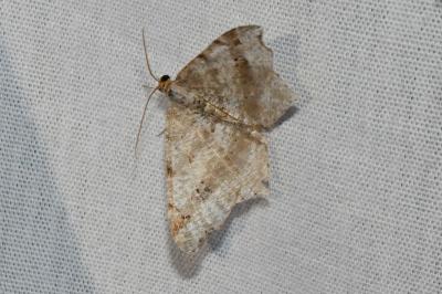 <i>Macaria alternata</i>