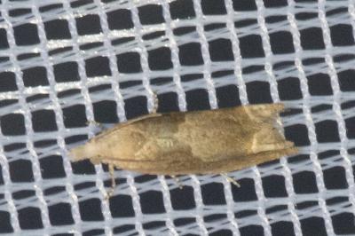 <i>Eucosma conterminana</i>