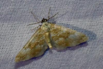 <i>Perizoma flavofasciata</i>