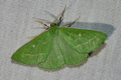 Thetidia smaragdaria