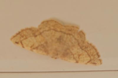 <i>Stegania trimaculata</i>