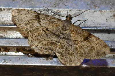 <i>Peribatodes rhomboidaria</i>