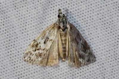 <i>Eudonia delunella</i>