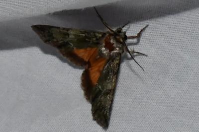 <i>Polyphaenis sericata</i>