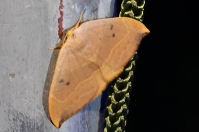 <i>Watsonalla binaria</i>