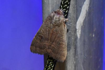<i>Noctua comes</i>