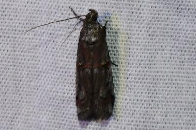 <i>Pempelia palumbella</i>