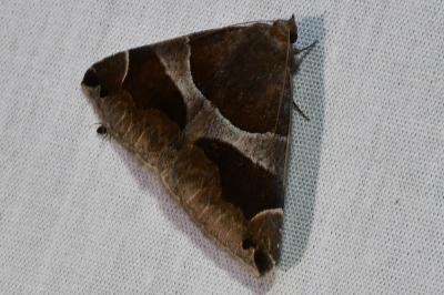 <i>Dysgonia algira</i>