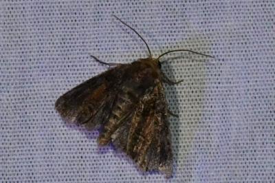 <i>Oligia</i>