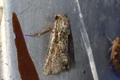 <i>Oligia</i>