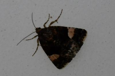 <i>Tyta luctuosa</i>