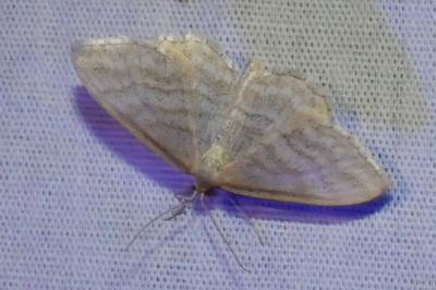 <i>Idaea subsericeata</i>