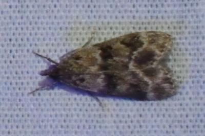 <i>Eudonia mercurella</i>