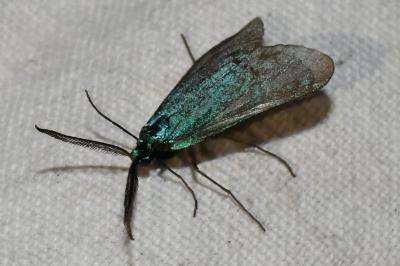 <i>Jordanita globulariae</i>