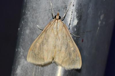 <i>Sitochroa verticalis</i>