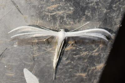 <i>Pterophorus pentadactylus</i>