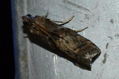 <i>Phycita roborella</i>