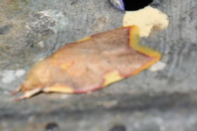 <i>Carcina quercana</i>