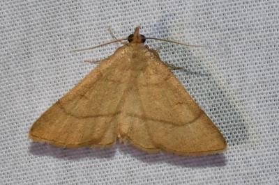 <i>Paracolax tristalis</i>