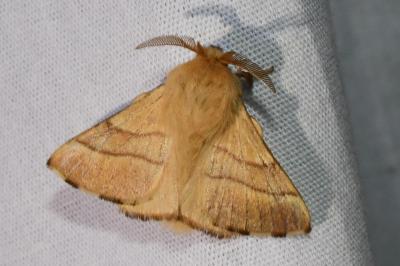 <i>Malacosoma neustria</i>