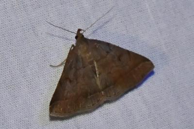 <i>Zanclognatha lunalis</i>