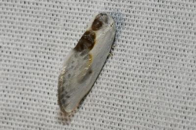 <i>Cilix glaucata/hispanica</i>