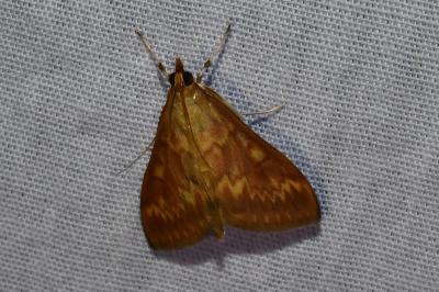 <i>Ostrinia nubilalis</i>