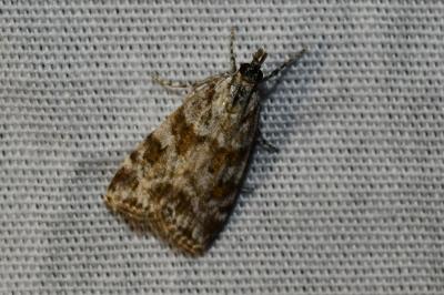 <i>Scoparia</i>