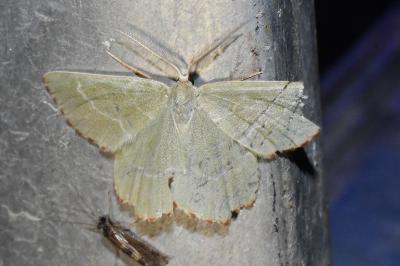 <i>Thalera fimbrialis</i>