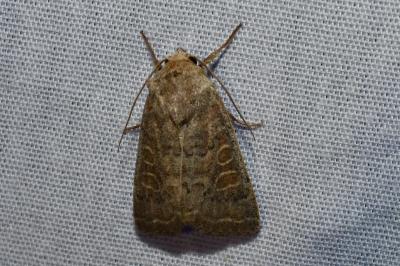 <i>Hoplodrina</i>