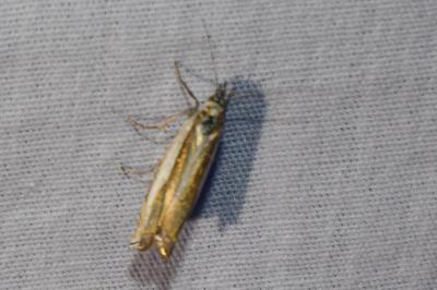 <i>Crambus pascuella</i>