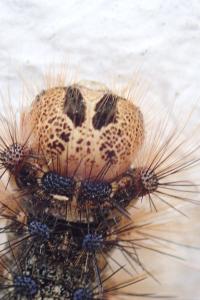 <i>Lymantria dispar</i>