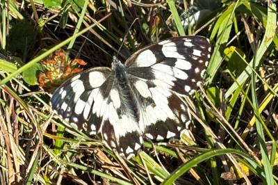 <i>Melanargia galathea</i>