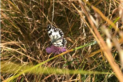 <i>Melanargia galathea</i>