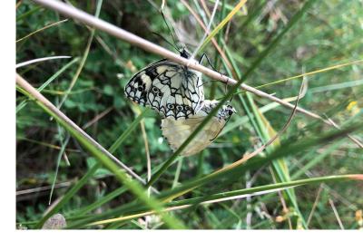 <i>Melanargia galathea</i>