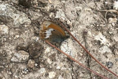 <i>Coenonympha arcania</i>
