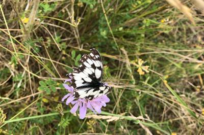 <i>Melanargia galathea</i>