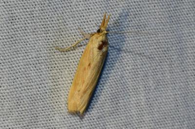 <i>Ematheudes punctella</i>