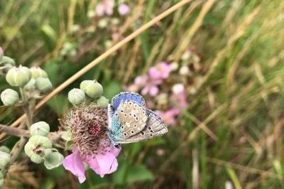 <i>Polyommatus icarus</i>