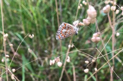 <i>Aricia agestis</i>